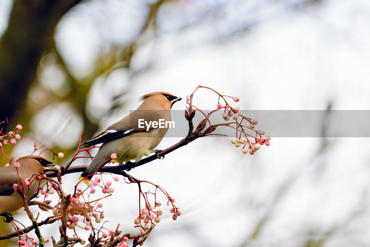 spring, tree, flower, plant, bird, branch, animal, animal themes, animal wildlife, nature, beauty in nature, wildlife, blossom, springtime, no people, winter, outdoors, close-up, perching, one animal, fruit, focus on foreground, flowering plant, food, day, low angle view, twig, food and drink, leaf, selective focus, cherry blossom