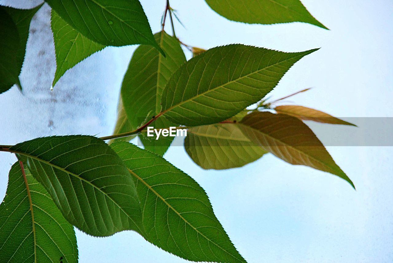 Low angle view of leaves against sky