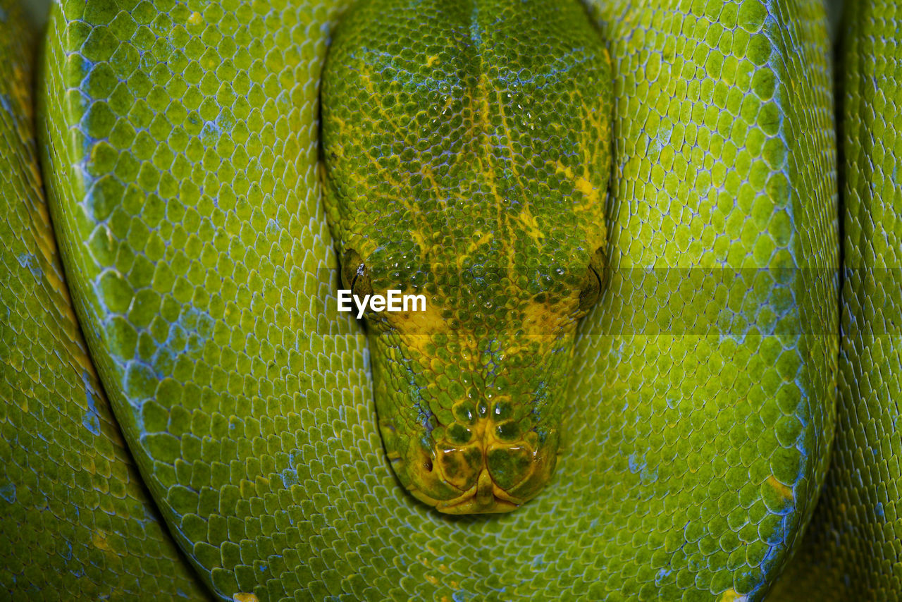 green, yellow, animal, animal themes, reptile, snake, one animal, animal wildlife, wildlife, close-up, no people, animal body part, serpent, macro photography, animal scale, full frame, leaf, nature, animal head, boa, outdoors, day, backgrounds