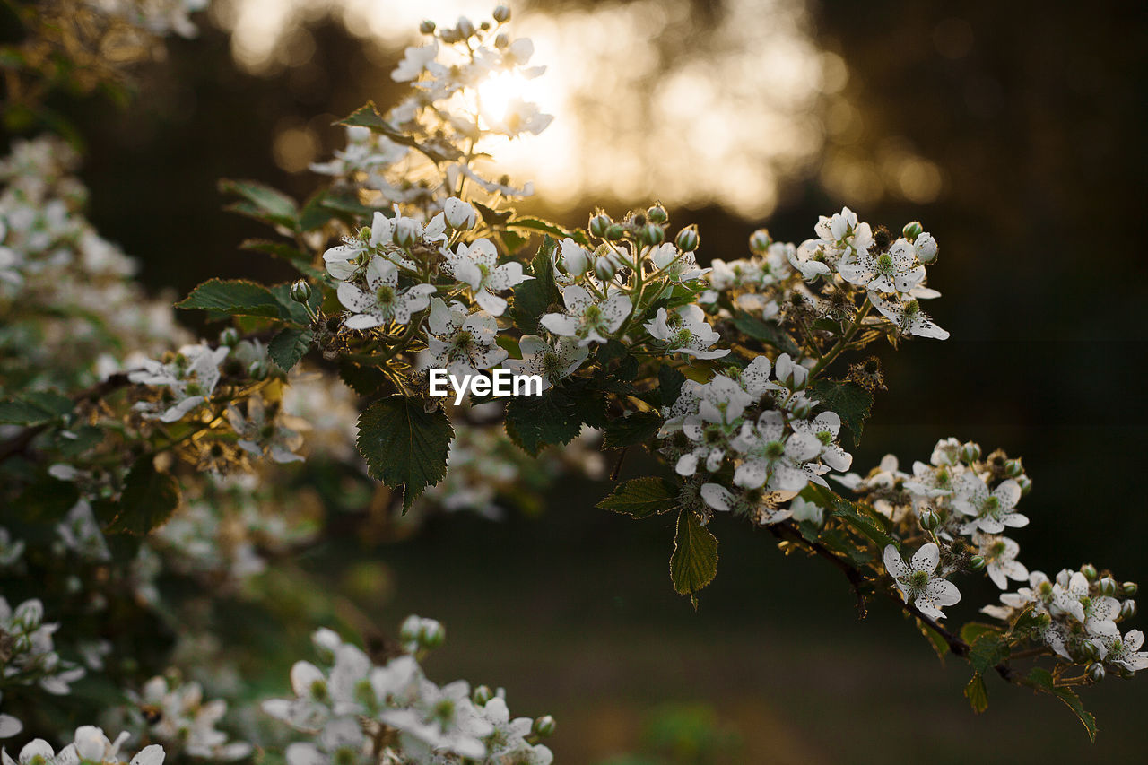 Close-up of white flowering plant