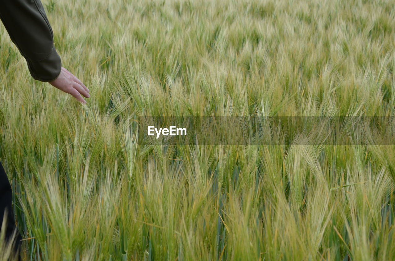 Cropped hand of person touching plants