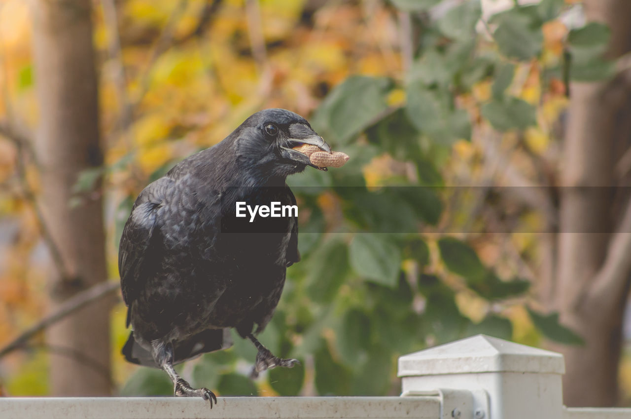 Close-up of bird eating peanut against trees