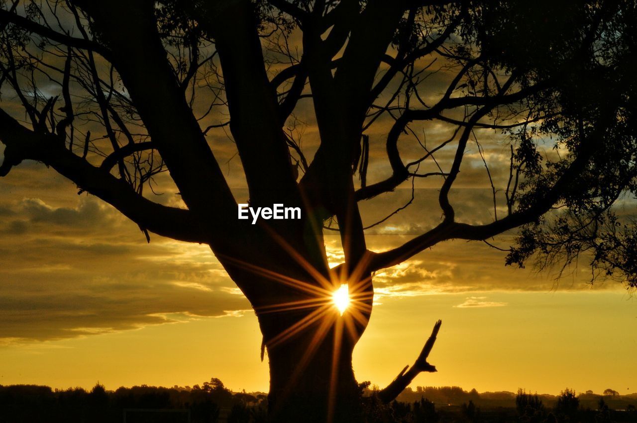 Silhouette trees against sky during sunset