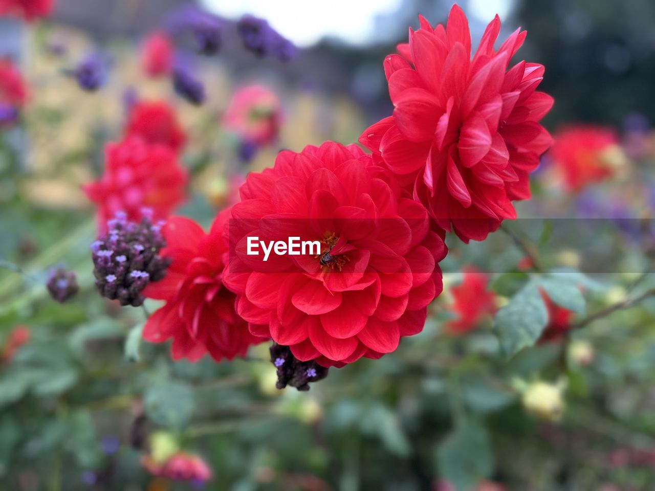 flower, flowering plant, plant, freshness, beauty in nature, red, close-up, nature, petal, flower head, fragility, inflorescence, focus on foreground, growth, no people, outdoors, day, pink, plant part, multi colored