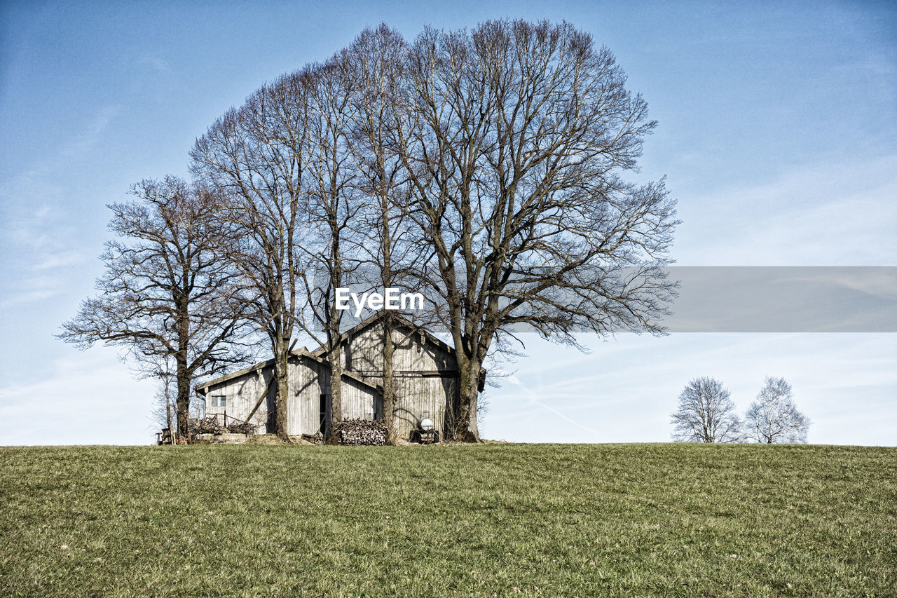 Abandoned barn on a meadow with bald oak trees in upper bavaria near the staffelsee