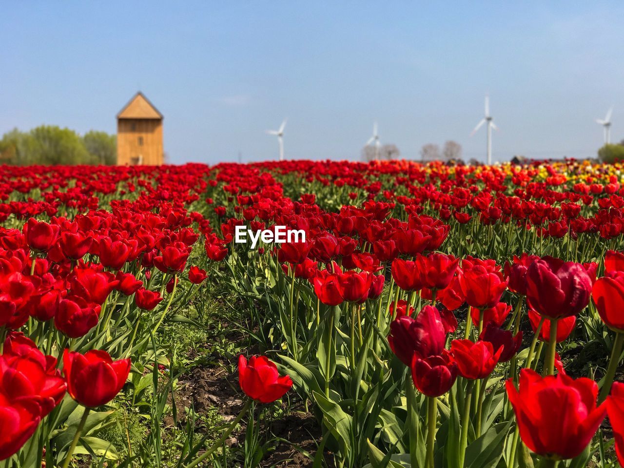 Close-up of red tulip field against sky