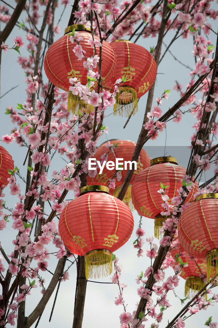 Low angle view of lanterns hanging on tree against sky