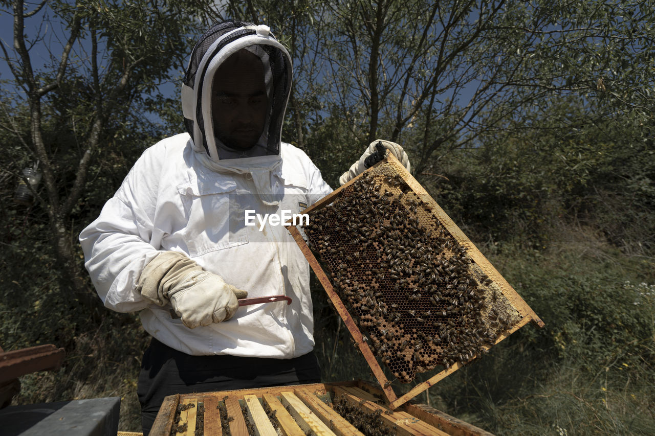 Medium shot, beekeeper wearing glove while holding wooden frame