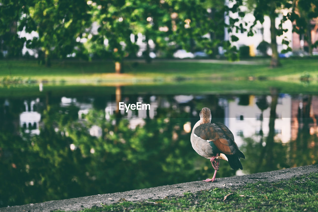 nature, animal themes, animal, bird, green, animal wildlife, wildlife, grass, water, one animal, plant, lake, duck, no people, tree, day, water bird, outdoors, beauty in nature, reflection, lawn, leaf, garden, perching, focus on foreground