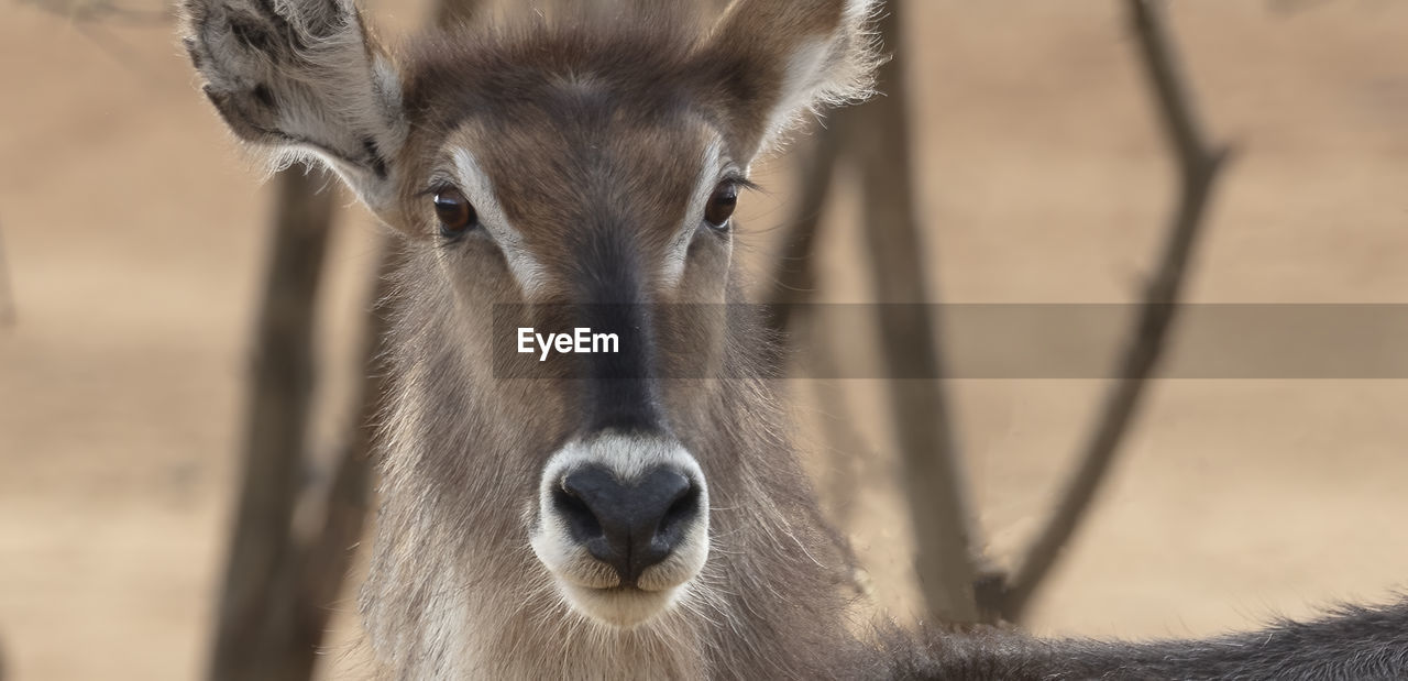 A waterbuck in the mahango park of namibia