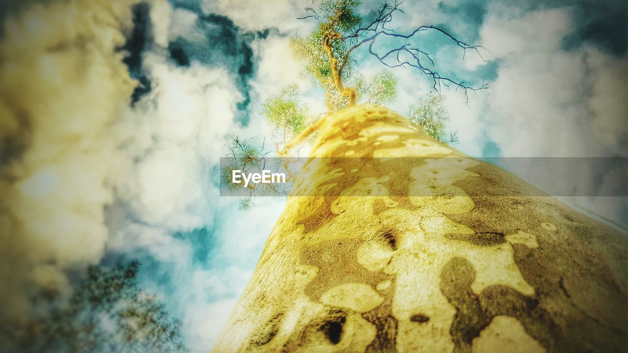 LOW ANGLE VIEW OF TREES AGAINST CLOUDY SKY