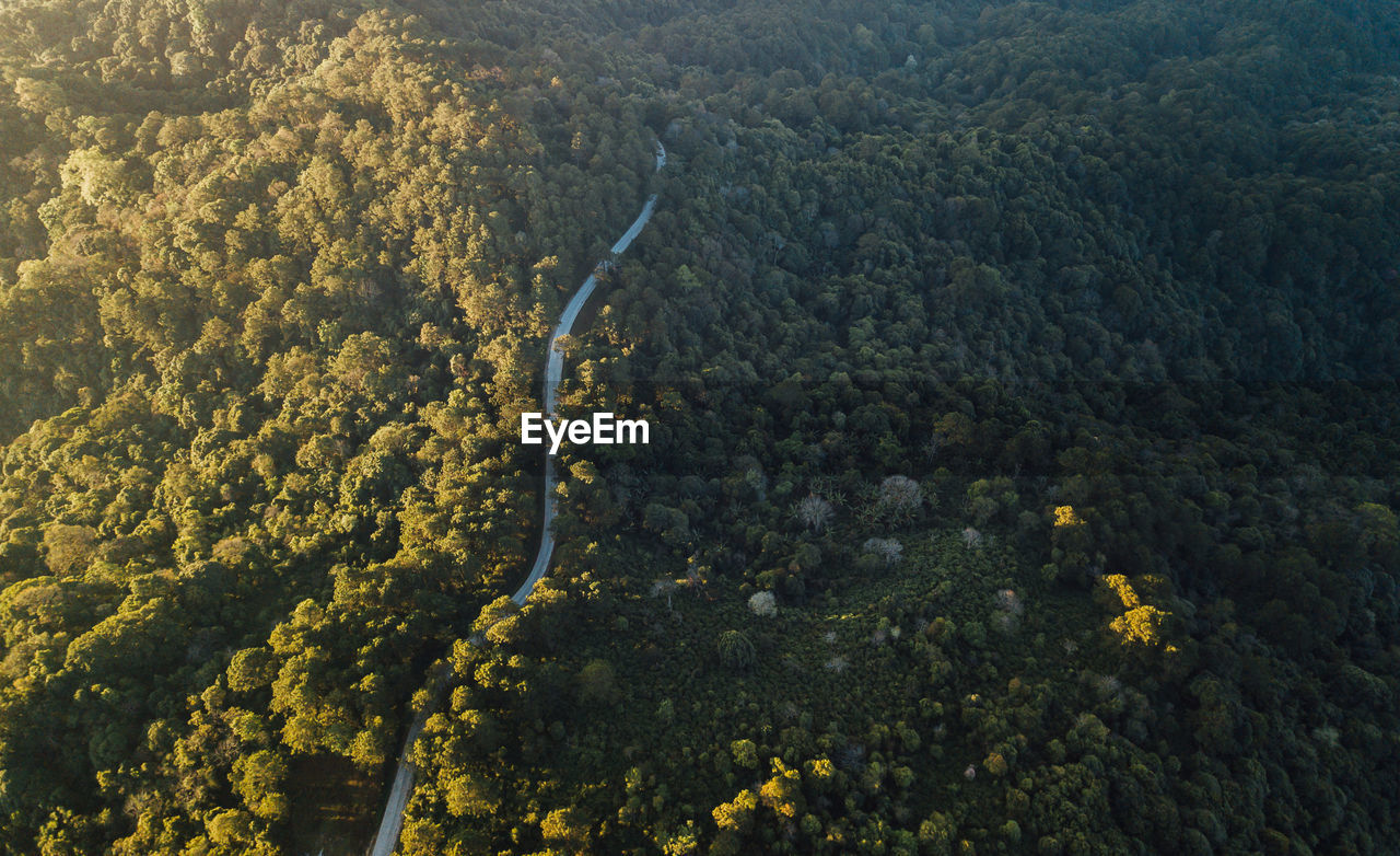 HIGH ANGLE VIEW OF PLANTS GROWING ON LAND