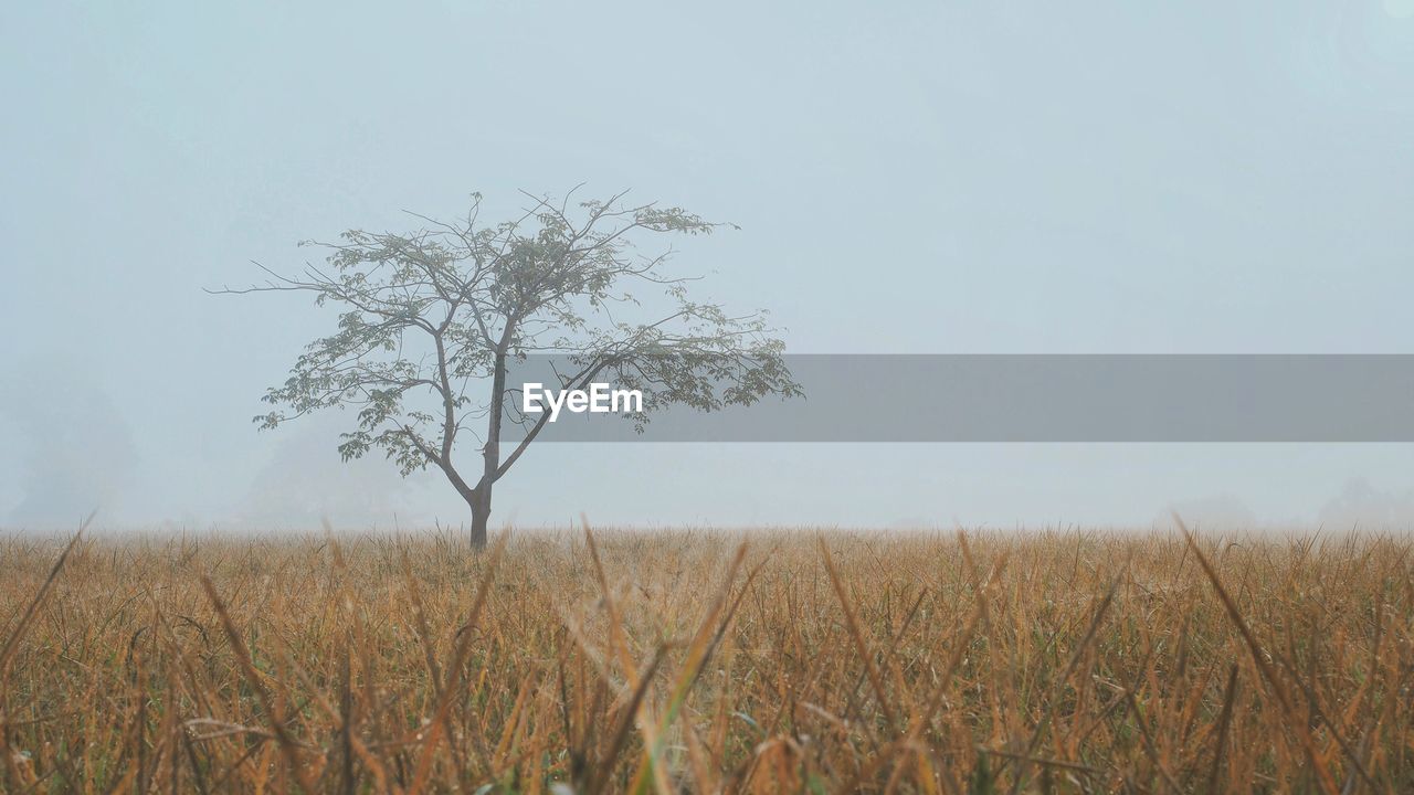 Scenic view of field against clear sky