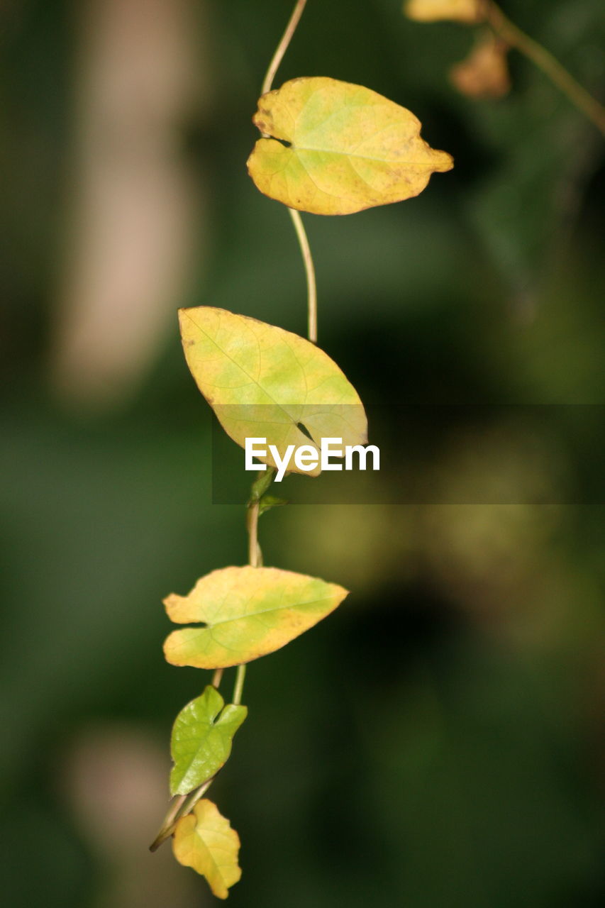 CLOSE-UP OF PLANT