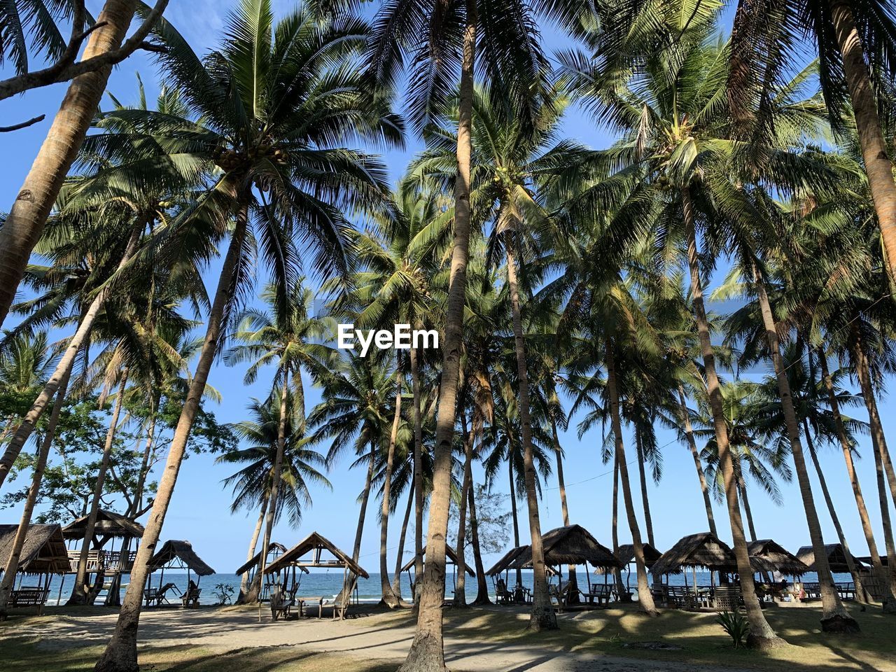 PALM TREES ON BEACH