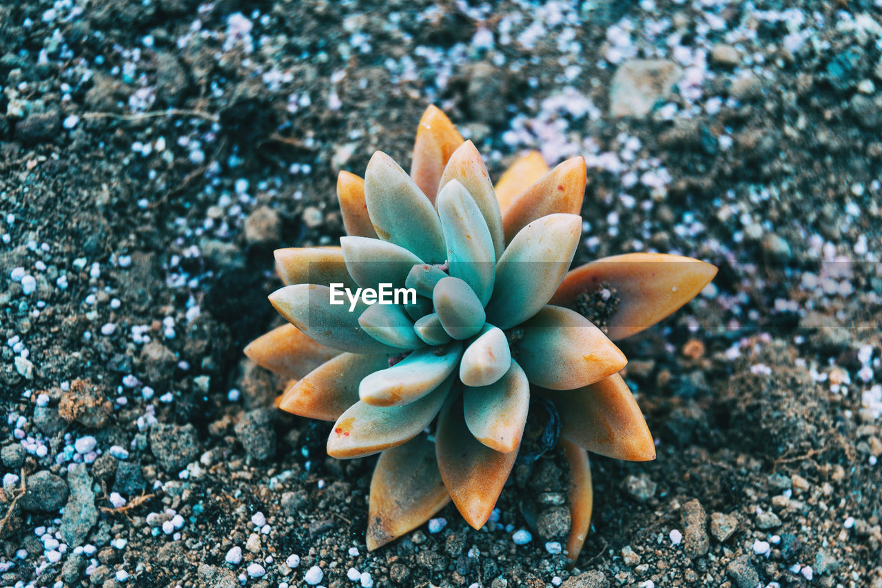 High angle view of succulent plant on field