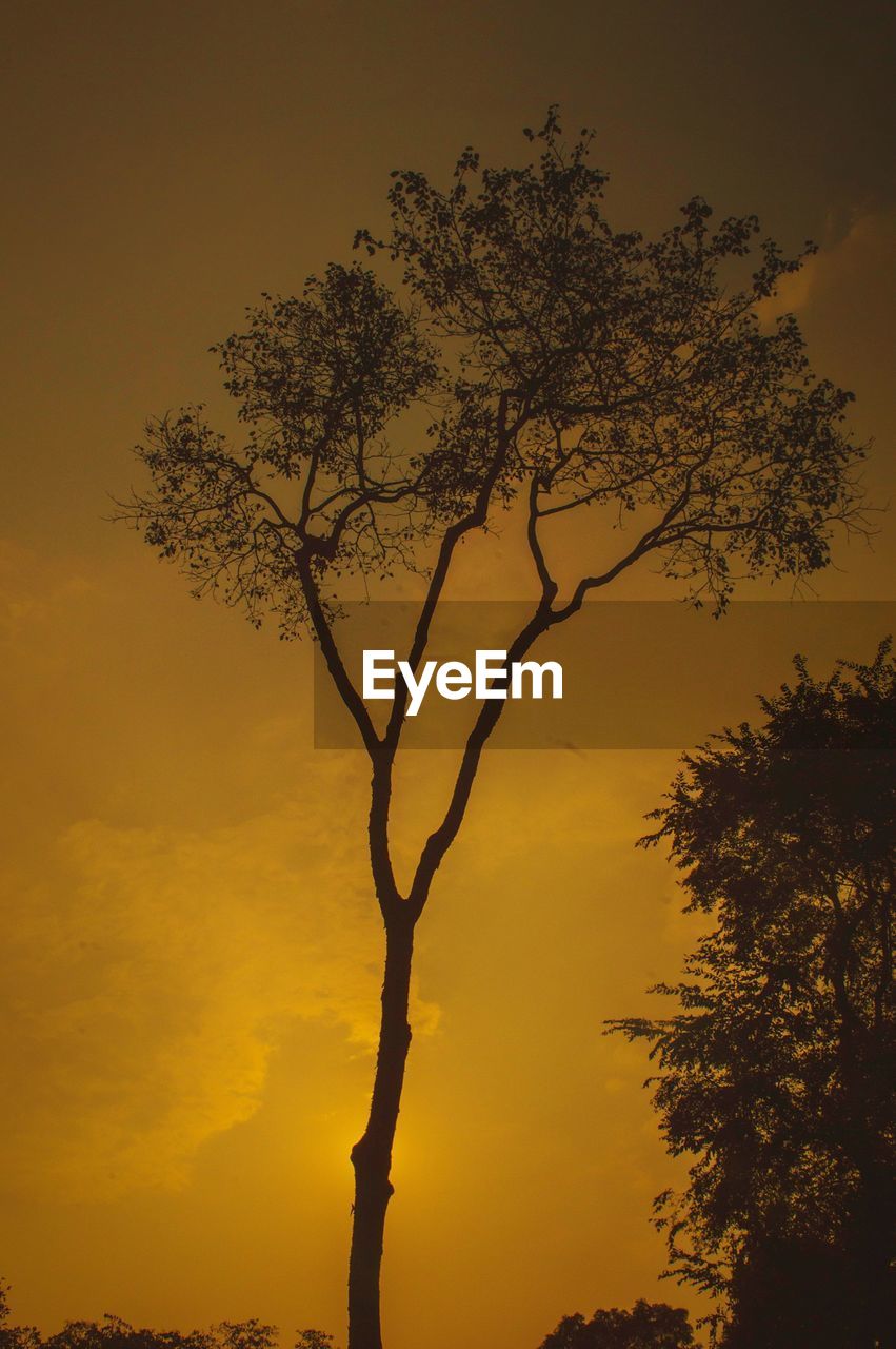 LOW ANGLE VIEW OF SILHOUETTE TREE AGAINST SUNSET SKY