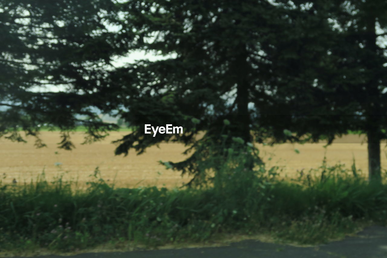 TREES GROWING IN FIELD