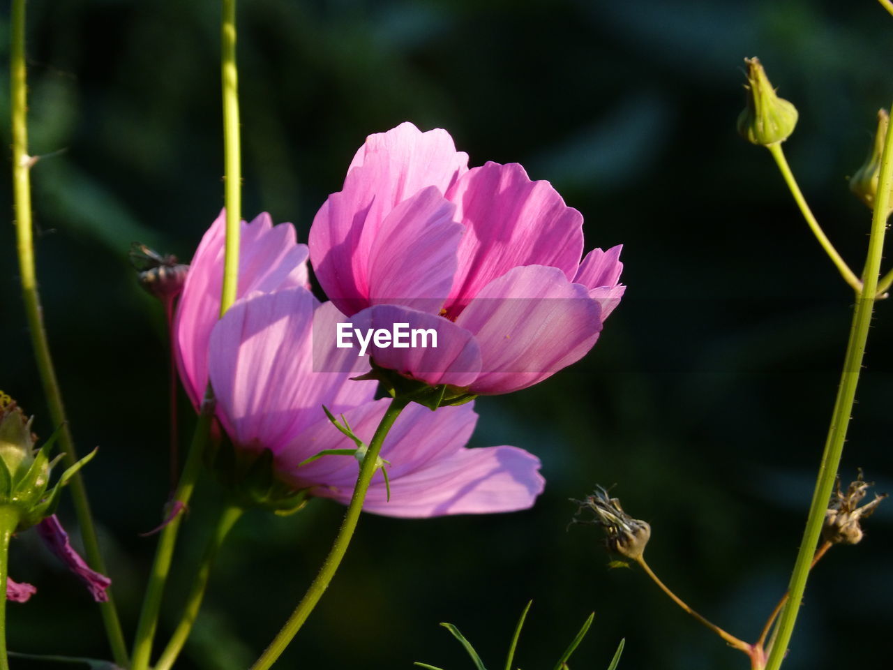 Close-up of pink flowering plant