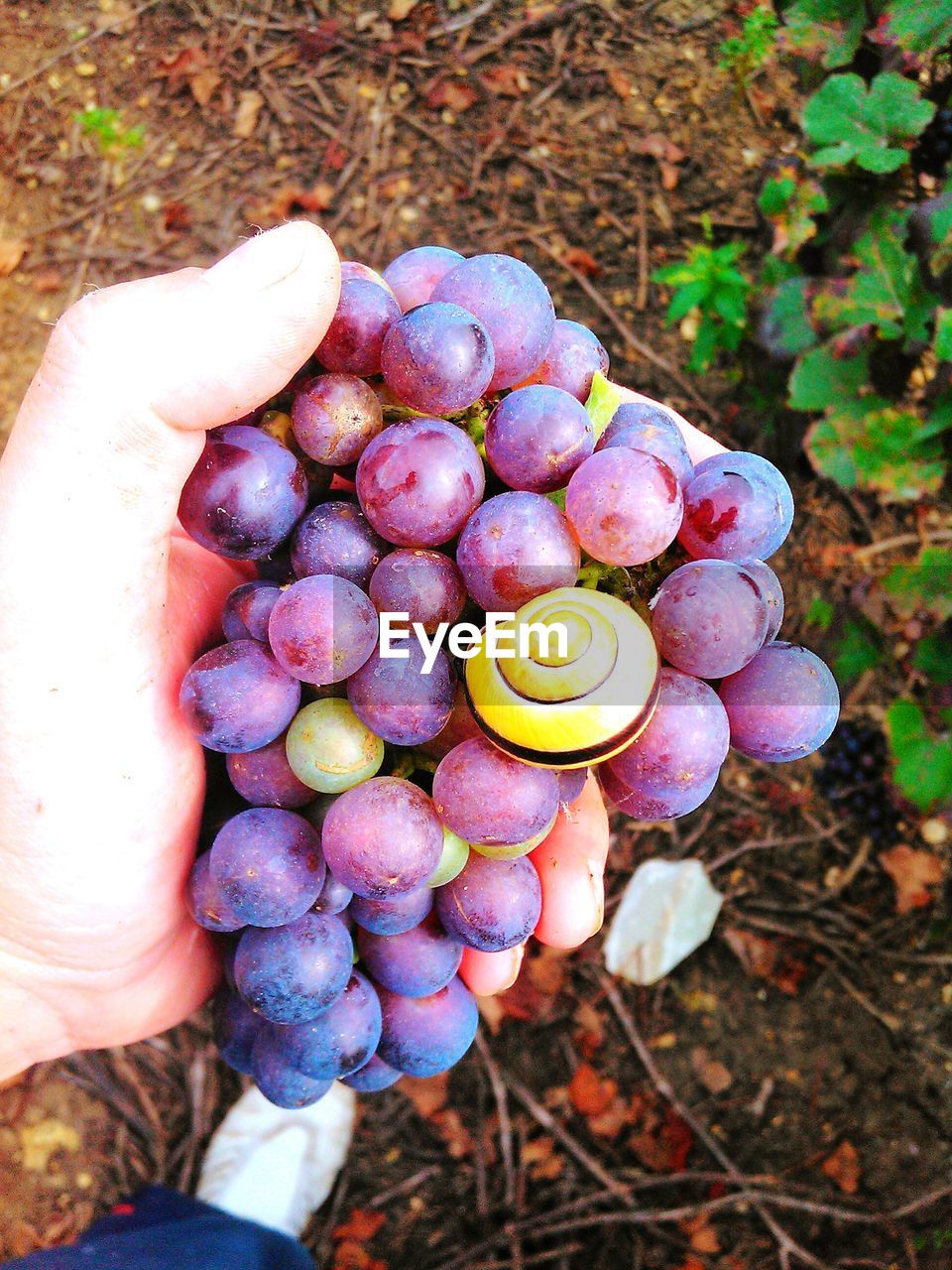 Close-up of hand holding grapes with shell on it