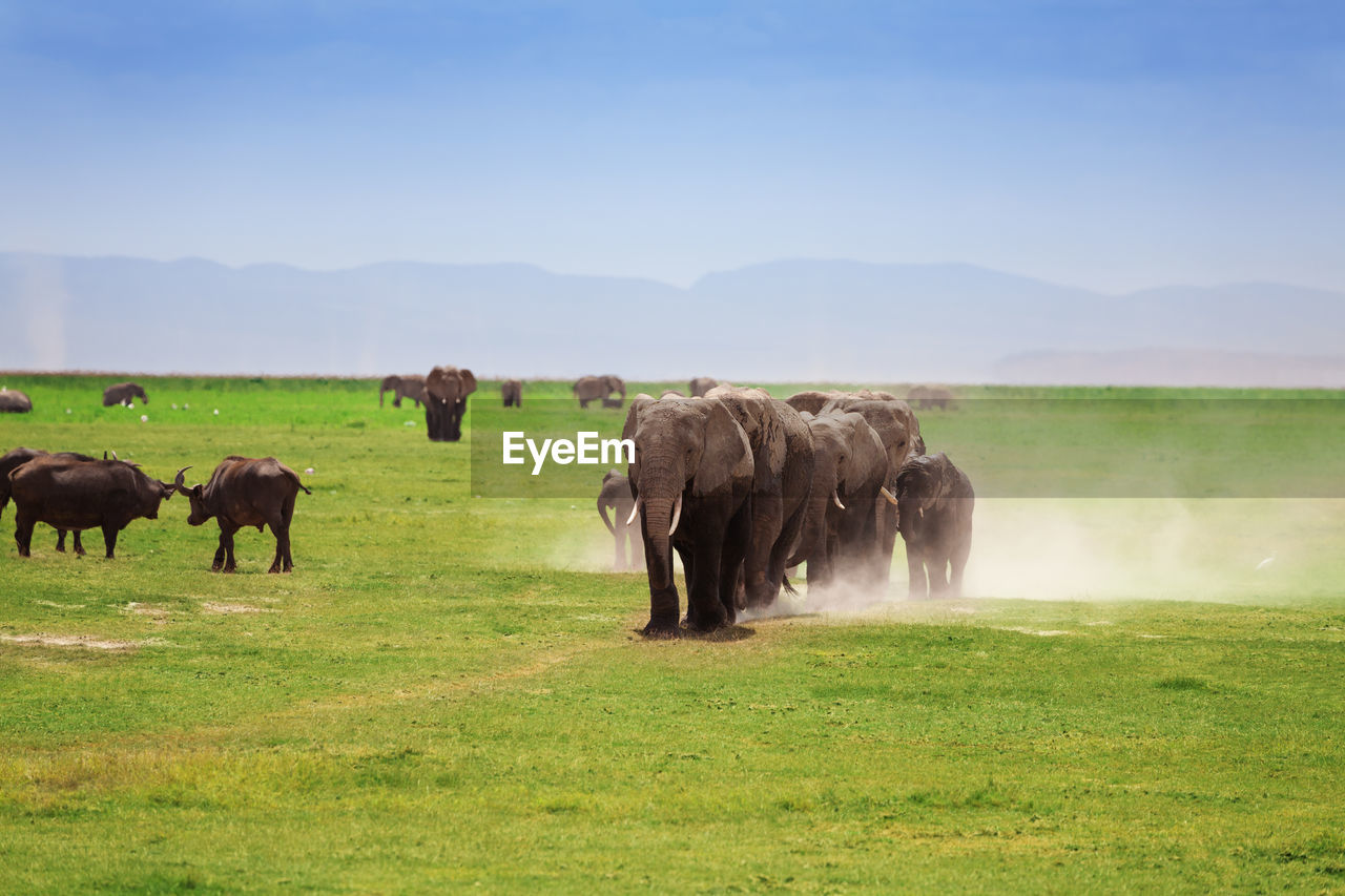 HERD OF SHEEP IN FIELD