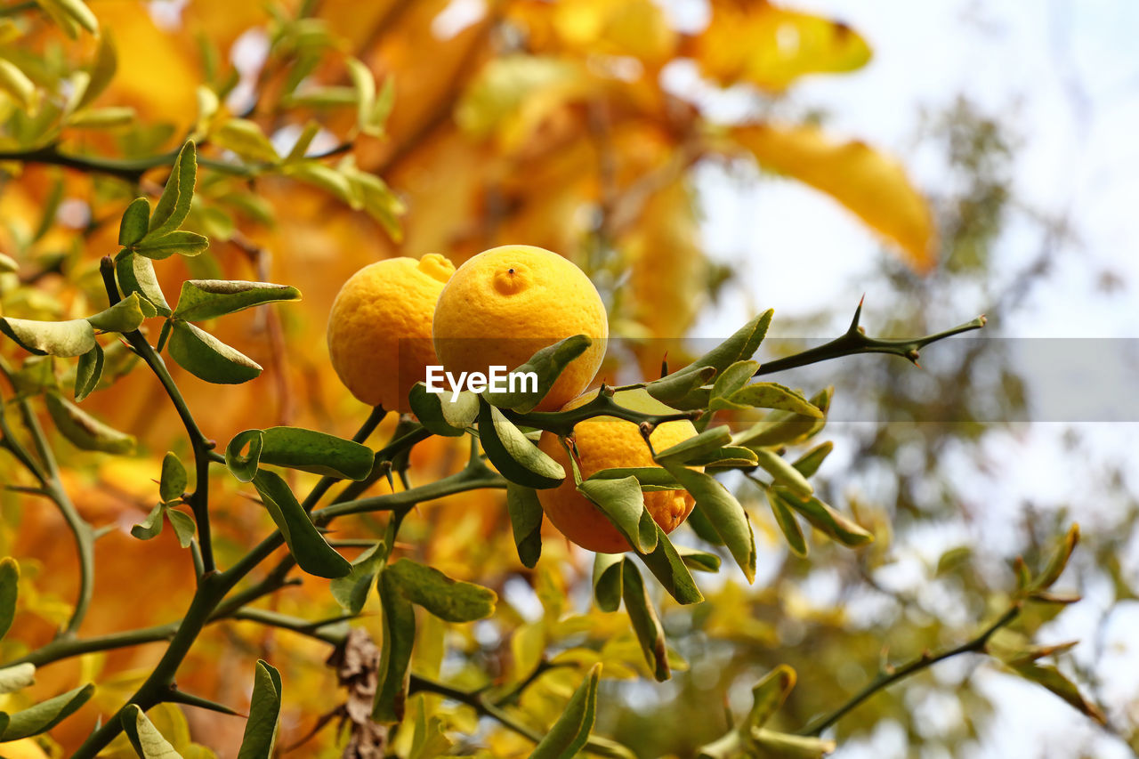 Low angle view of fruit growing on tree