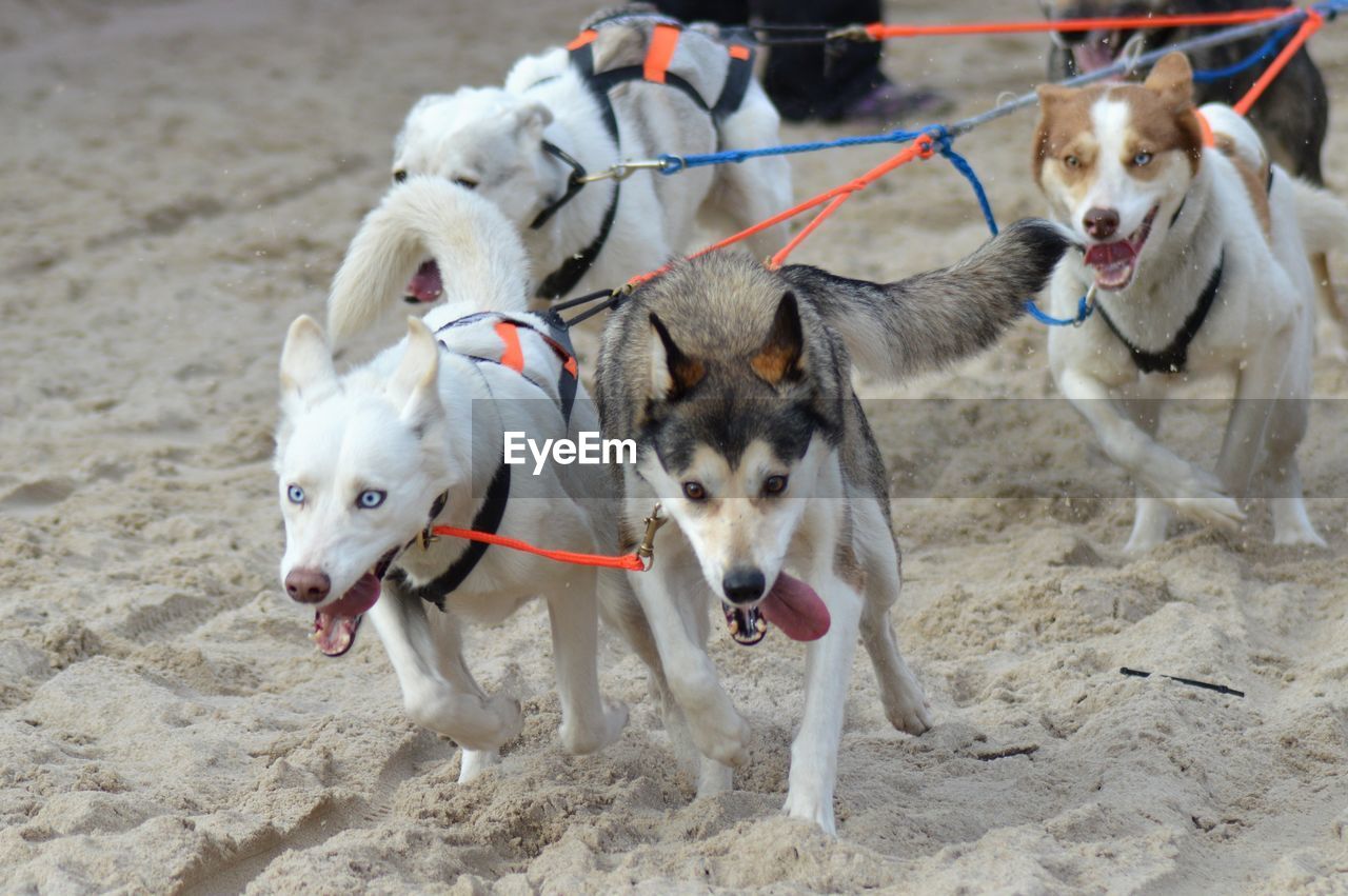 Dogs pulling sled