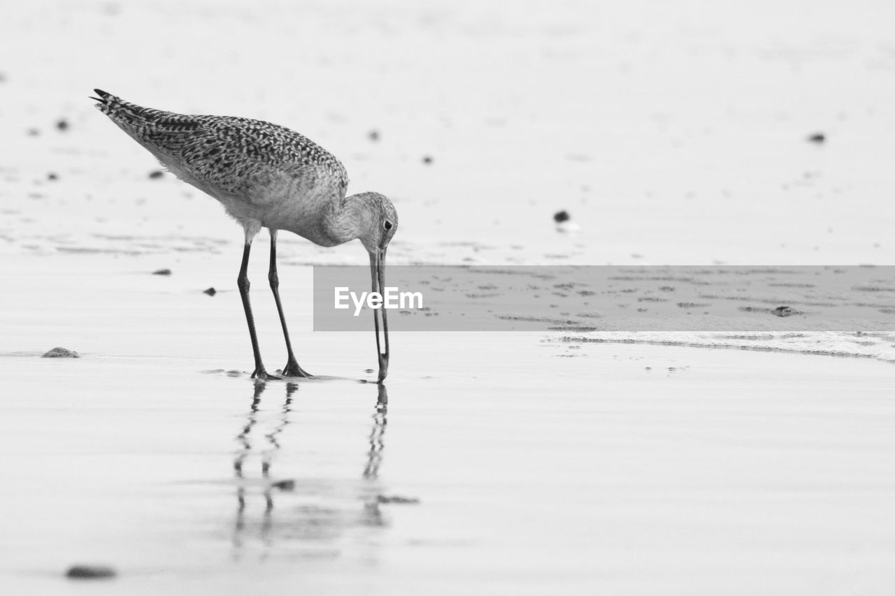 Close-up of curlew feeding at the shore in black and white