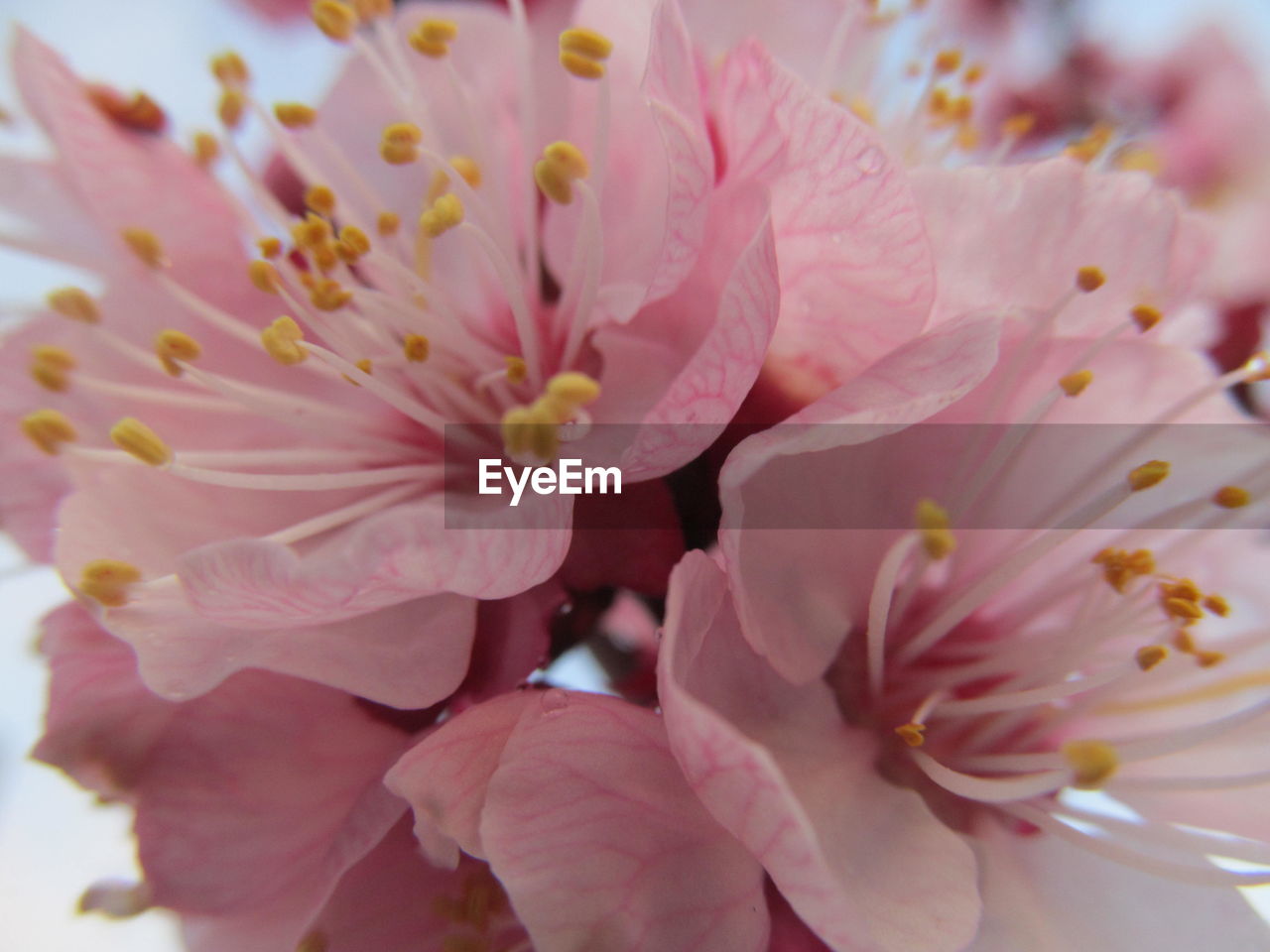 Close-up of pink flower