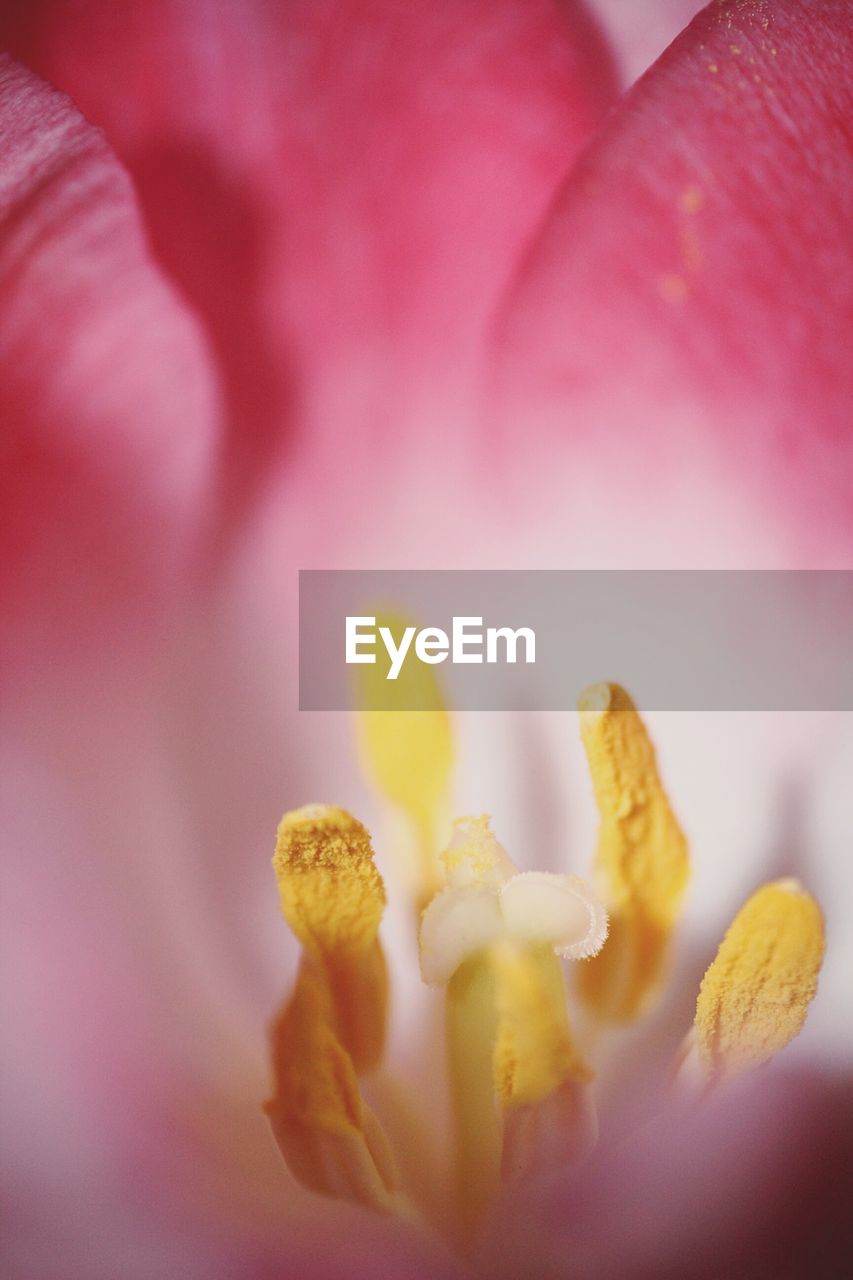 Close-up of pink flower