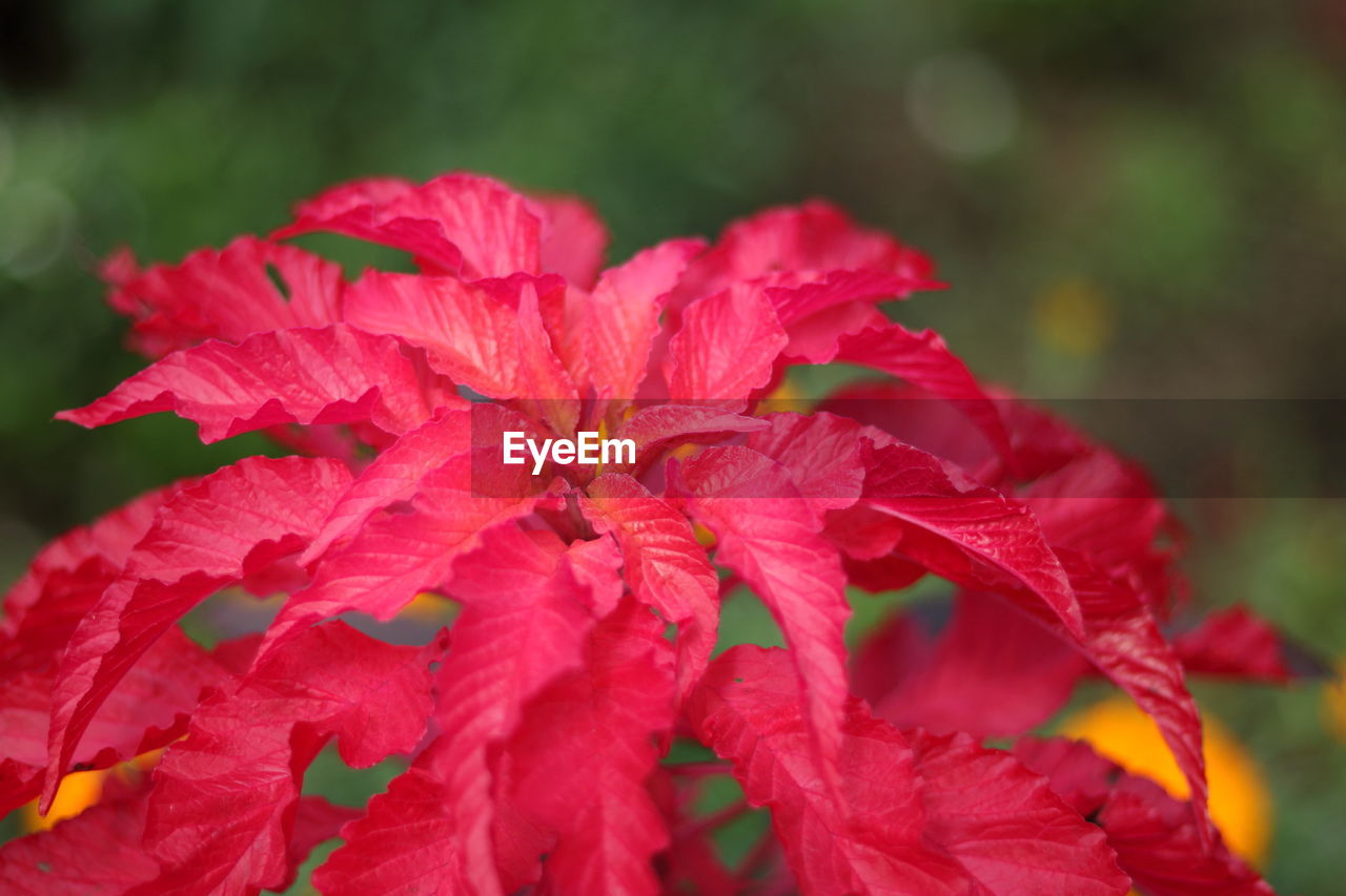 Close-up of red maple leaves on plant