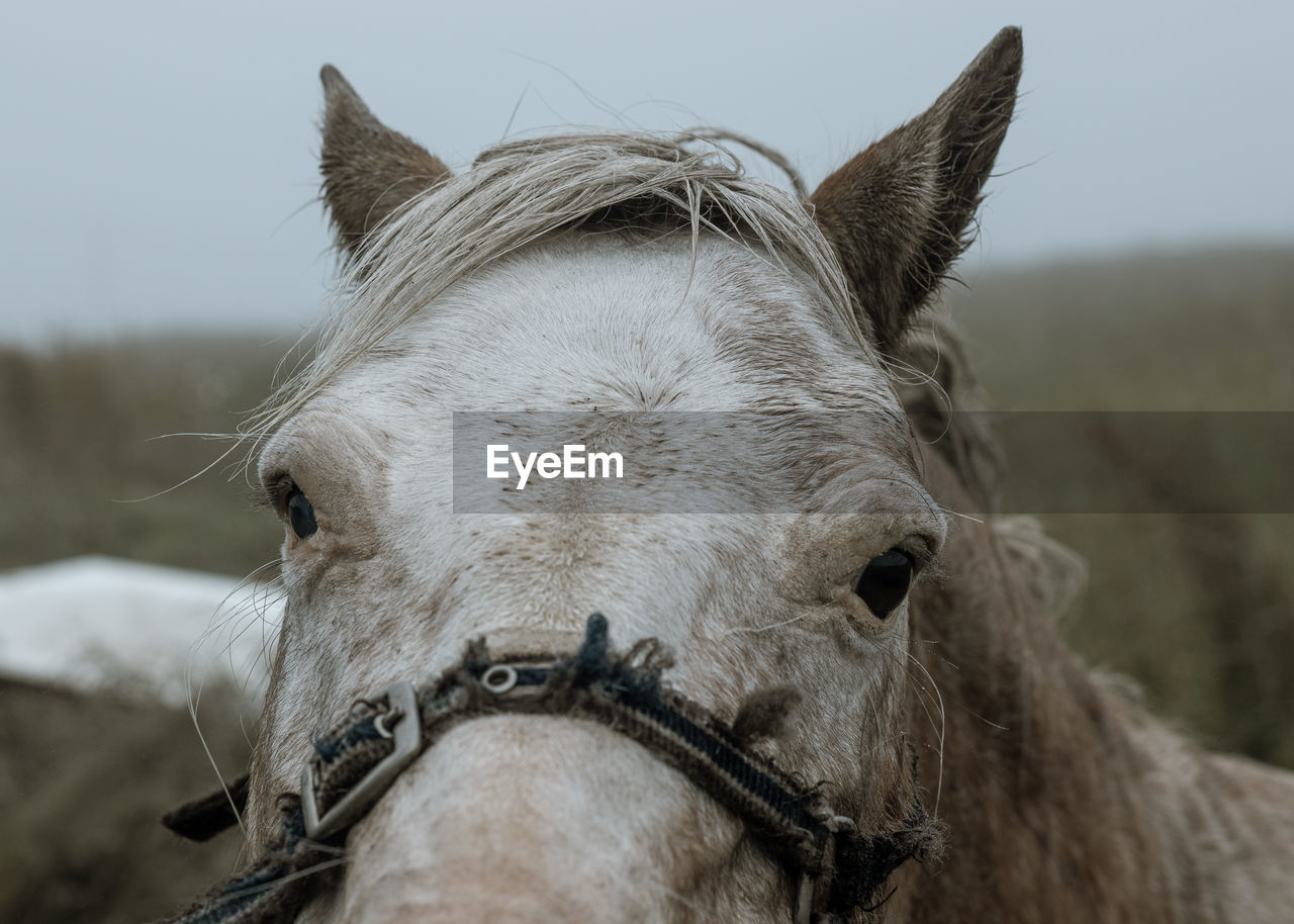 Close-up of horse horse pony eyes snout in haze fog foggy