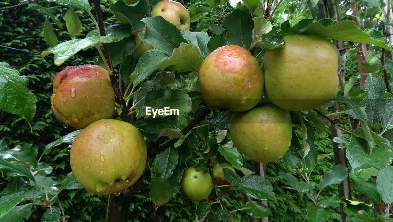 Close-up of wet apples on branch