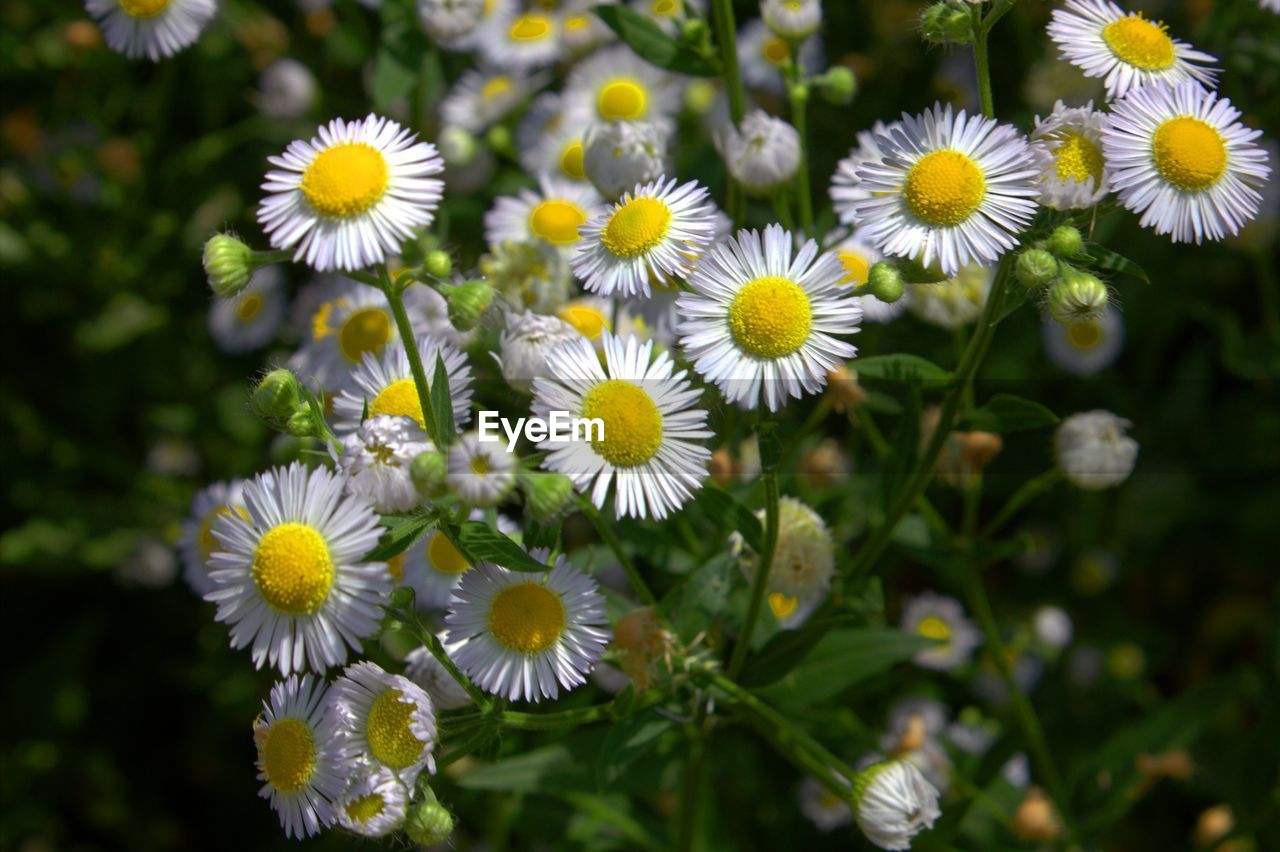 CLOSE-UP OF DAISIES