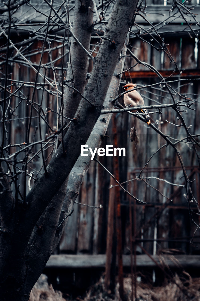 BIRD PERCHING ON TREE