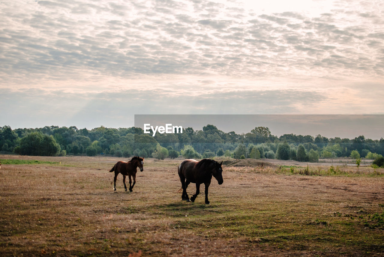 Horses walking on field against sky