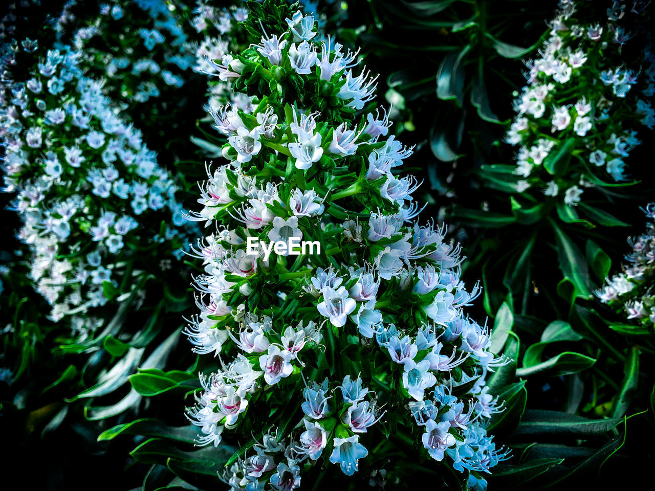 plant, flower, flowering plant, freshness, beauty in nature, growth, nature, plant part, leaf, fragility, green, no people, close-up, high angle view, outdoors, day, botany, flower head, petal, inflorescence