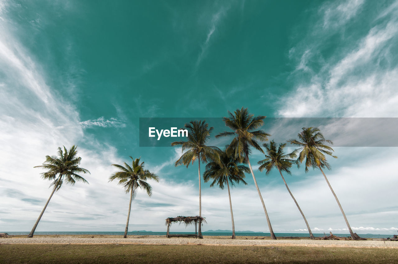 Palm trees on beach against sky