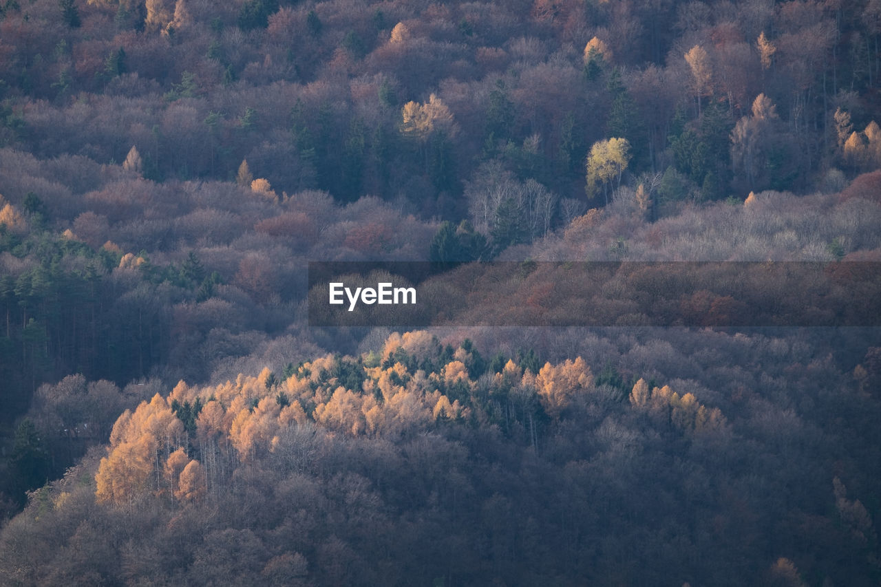 Full frame shot of trees growing in forest