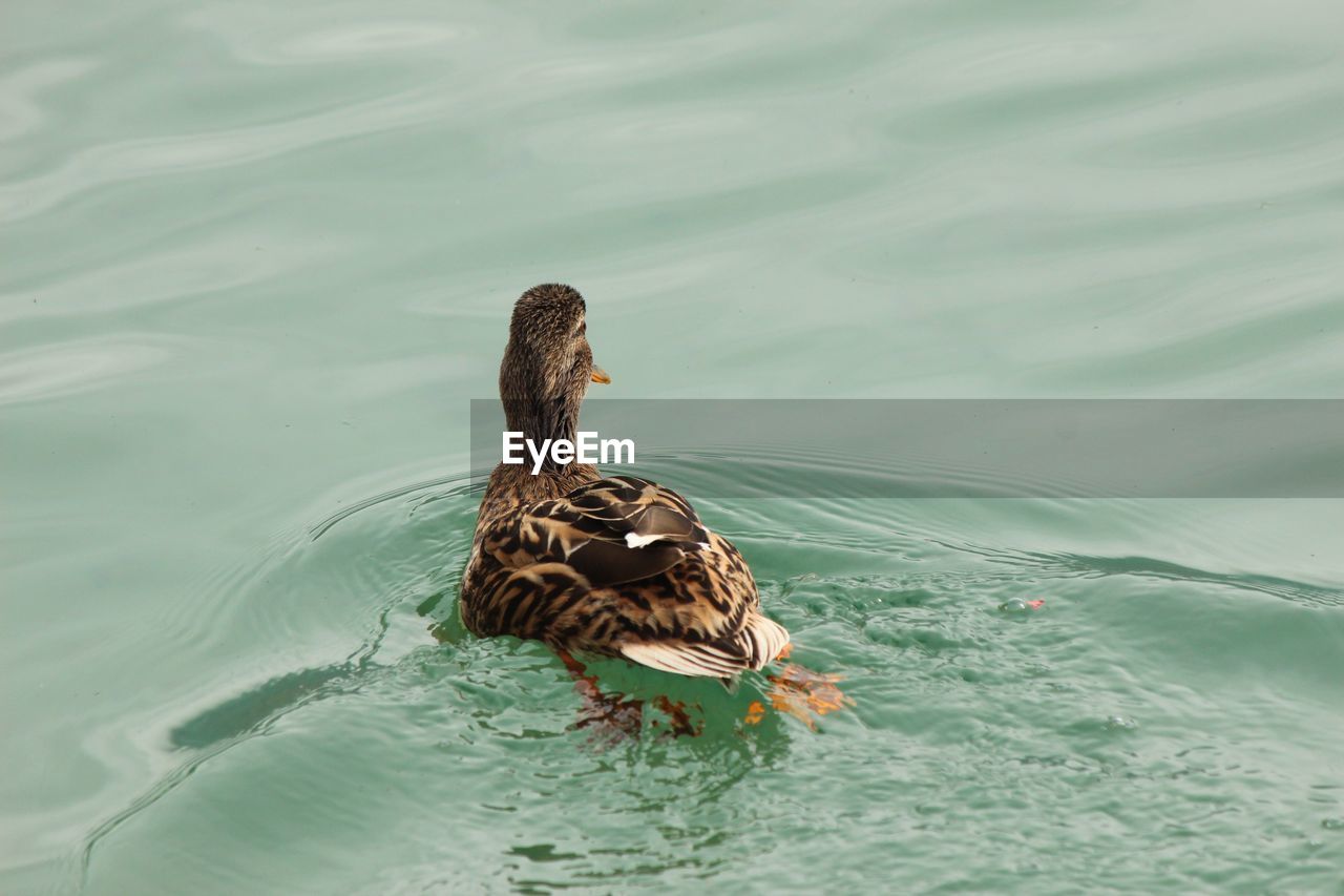 High angle view of mallard duck swimming on lake