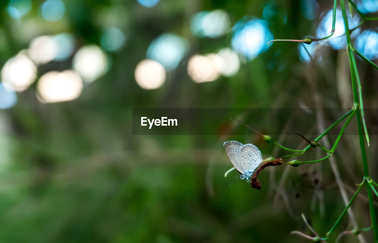 Close-up of butterfly