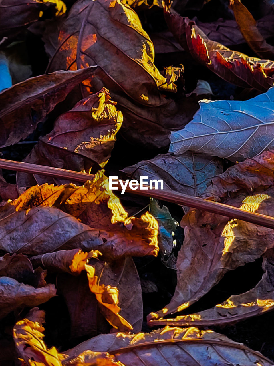 autumn, leaf, plant part, nature, no people, yellow, full frame, day, plant, backgrounds, outdoors, tree, flower, sunlight, dry, abundance, close-up, land, beauty in nature
