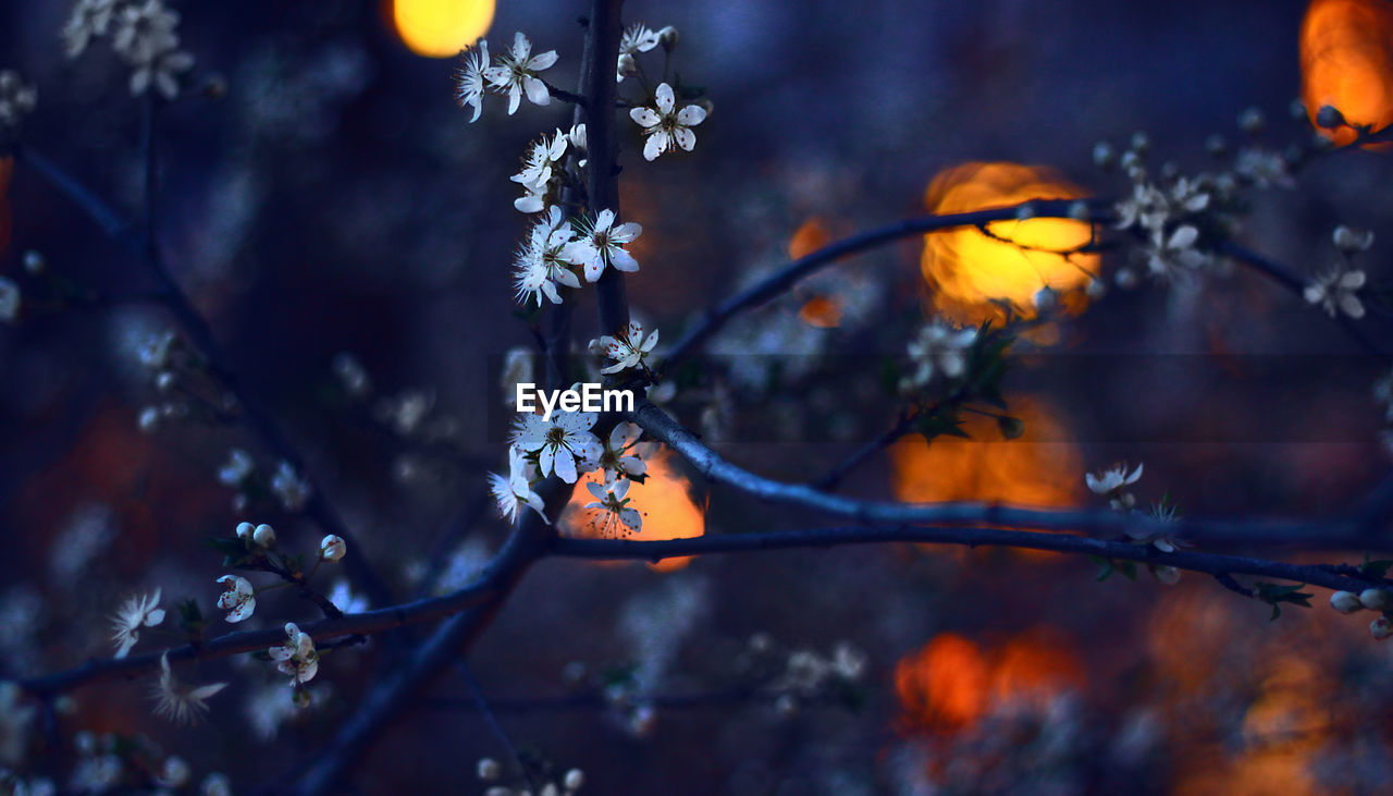 Close-up of flowers growing on tree at dusk