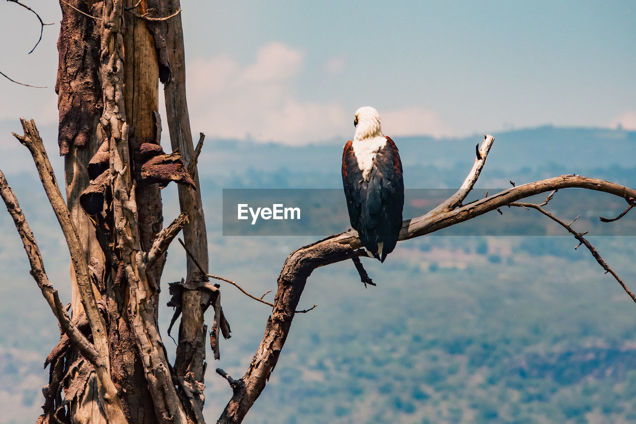 bird, animal themes, wildlife, animal, animal wildlife, perching, tree, branch, bird of prey, one animal, nature, plant, bald eagle, no people, sky, eagle, outdoors, full length, day, focus on foreground, beauty in nature