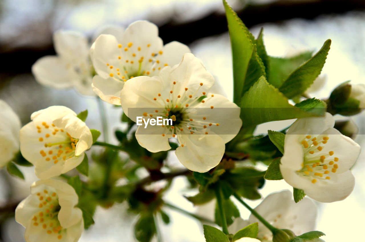 Close-up of white flowers