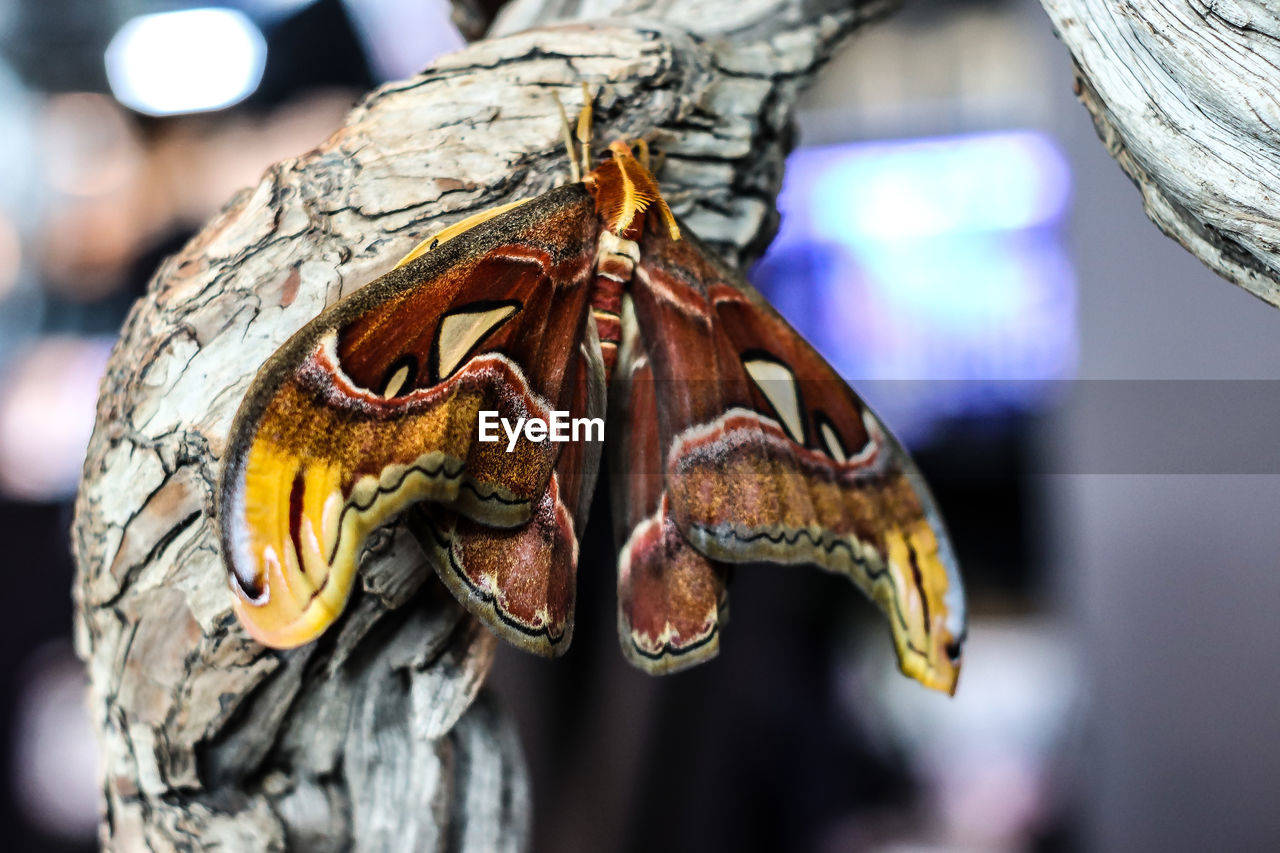 CLOSE UP OF BUTTERFLY ON TREE TRUNK