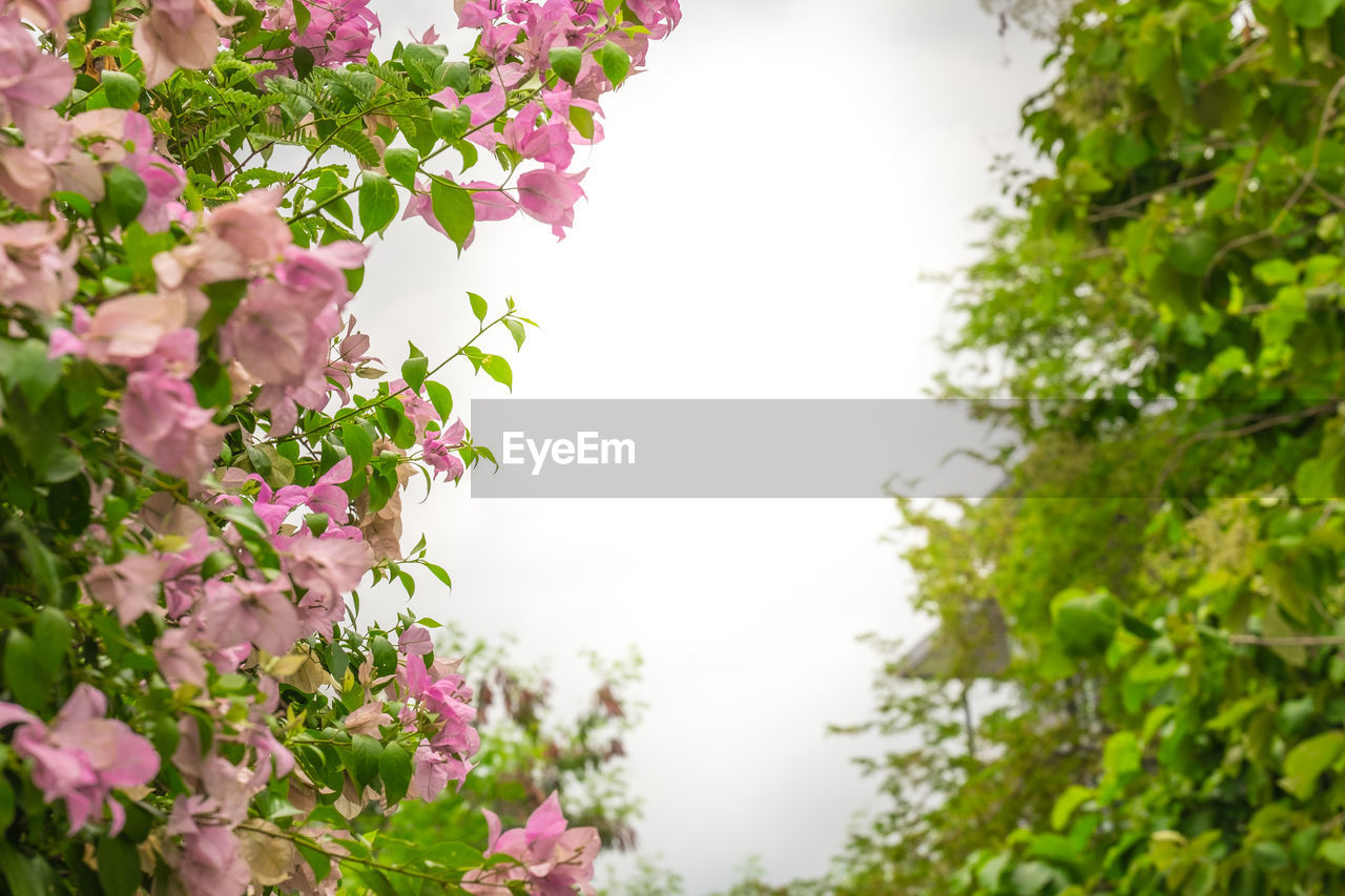 Close-up of pink flowers