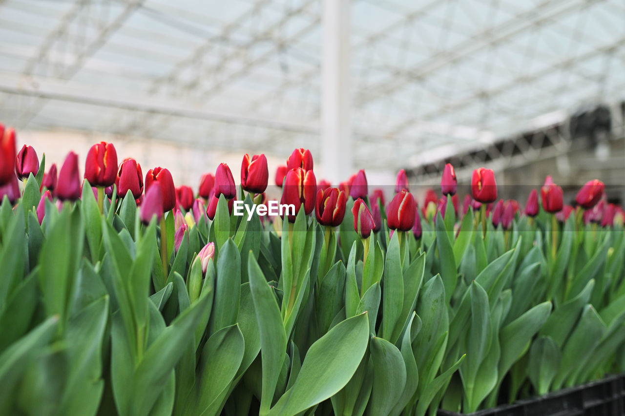 plant, flower, greenhouse, growth, flowering plant, botany, tulip, beauty in nature, freshness, green, nature, red, plant nursery, agriculture, leaf, indoors, plant part, close-up, fragility, day, no people, abundance, gardening, business finance and industry, business