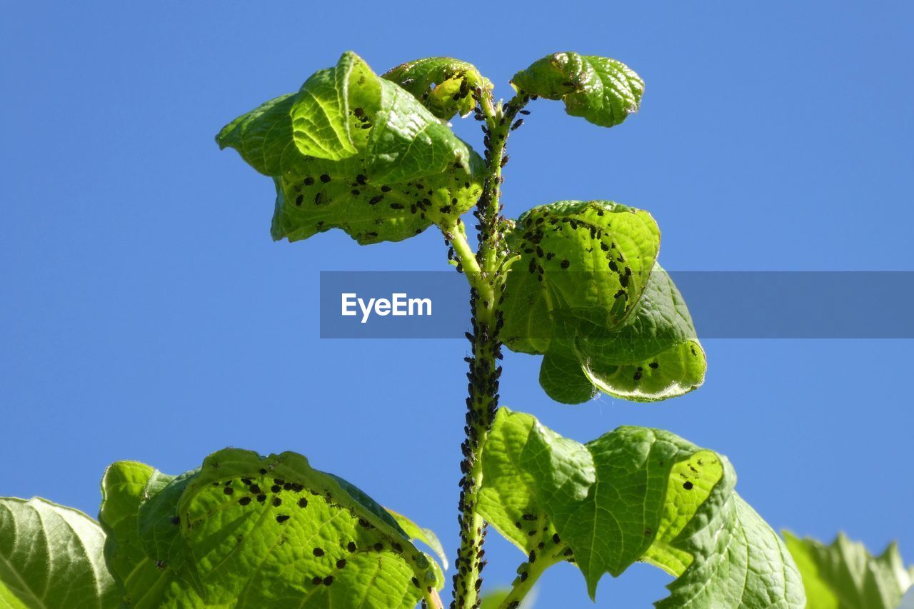 CLOSE-UP OF FRESH GREEN PLANTS AGAINST CLEAR BLUE SKY