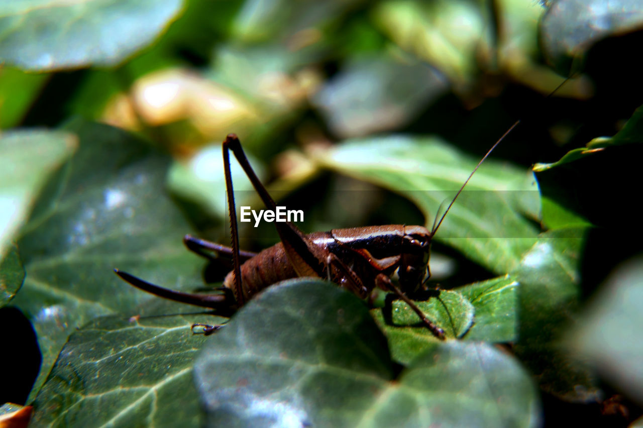 CLOSE-UP OF INSECT ON PLANT